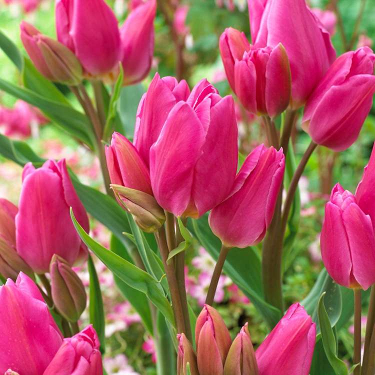 Tulpan 'Happy Family'